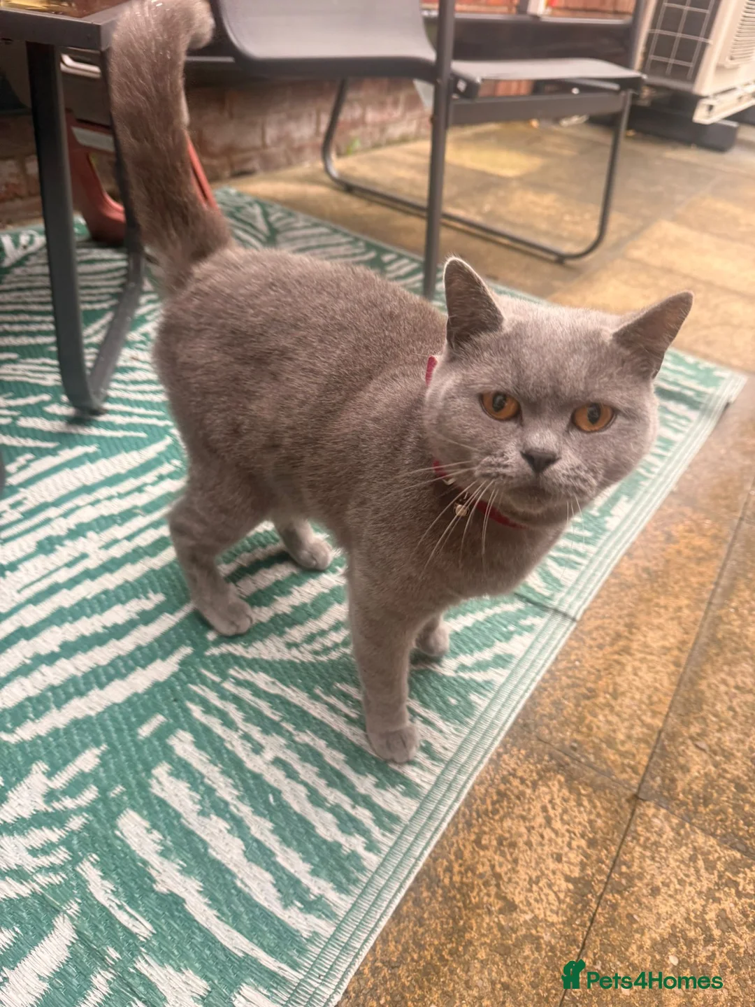 Mixed Breed cats for sale: British Shorthair Cross - Advert 16