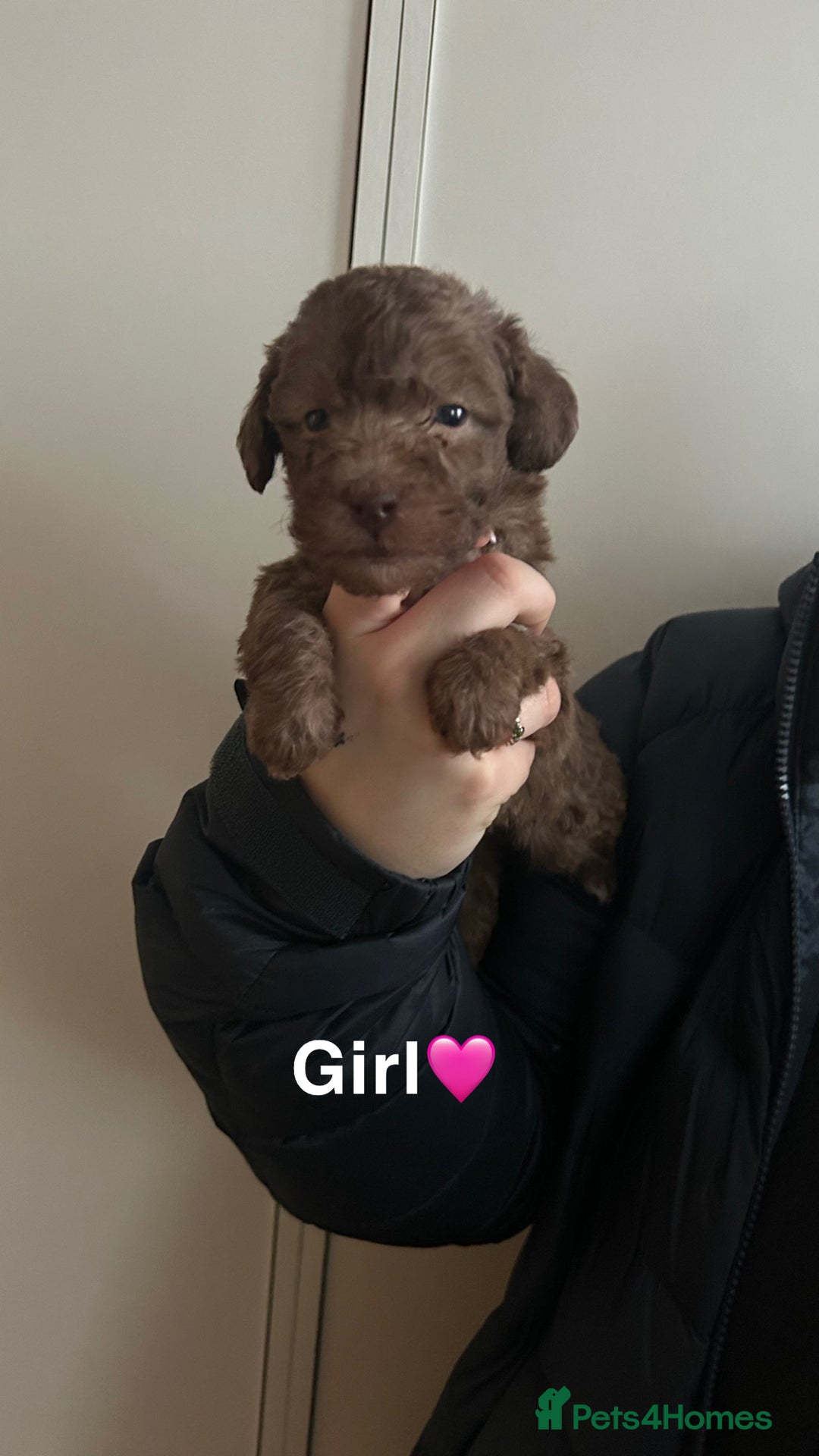 Bedlington Terrier dogs for sale: Beautiful bedlington terrier puppies for sale  - Advert 7