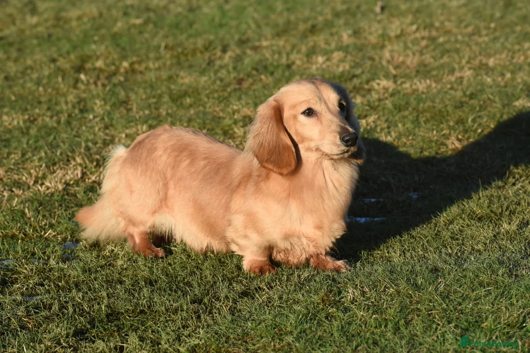 Miniature Dachshund dogs for stud: Shaded cream miniature longhaired Stud in Newton Abbot - Advert 11