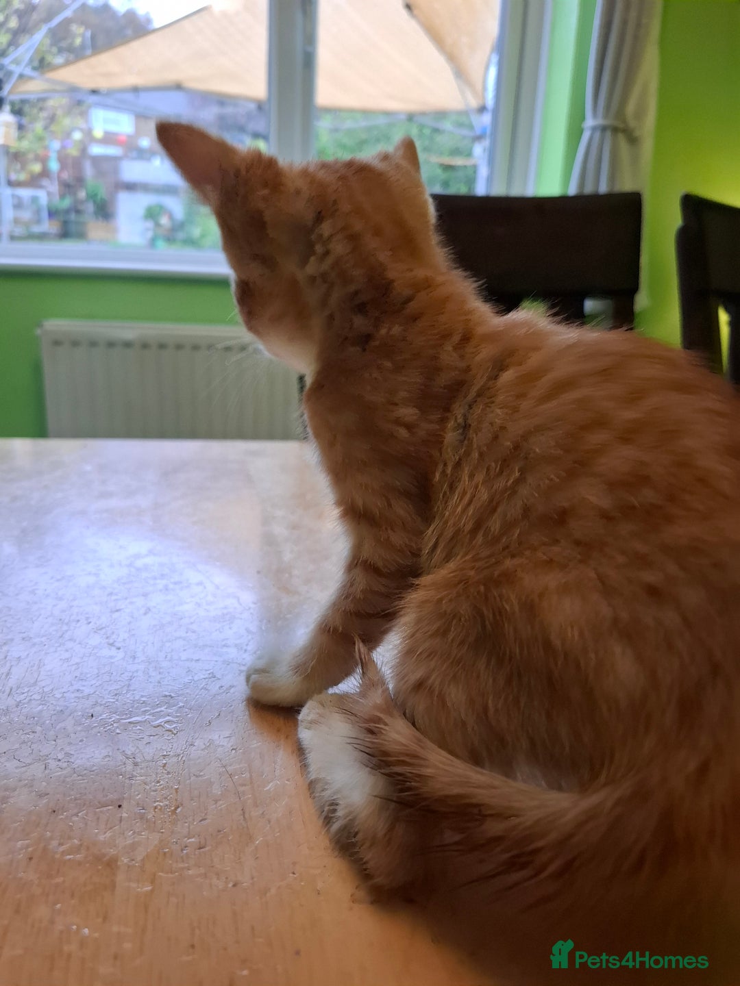 Mixed Breed cats for sale: 9 week old kittens available  - Image 19