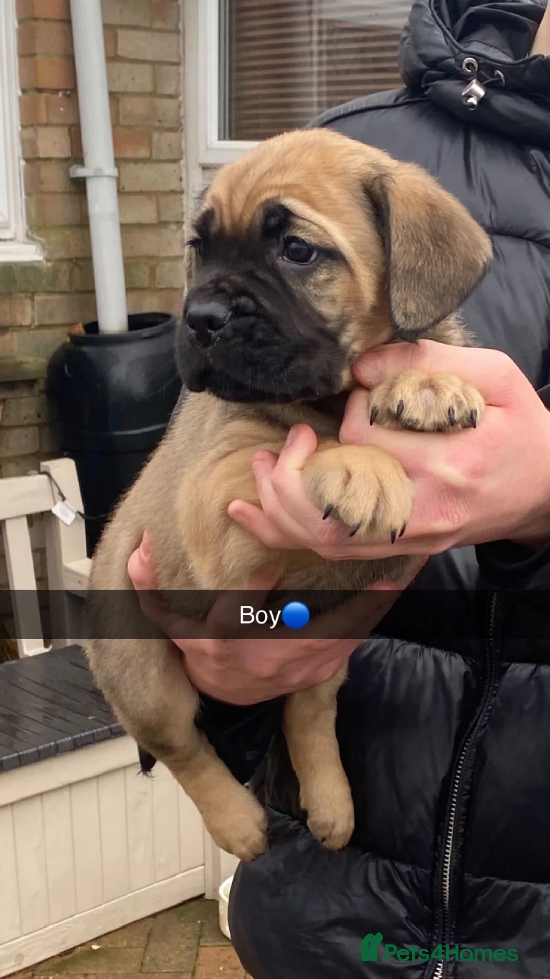 Cane Corso dogs for sale: Cane corso bandog - Advert 4
