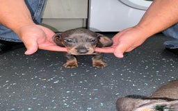 Dachshund dogs for sale: Dachshund puppys - Image 10