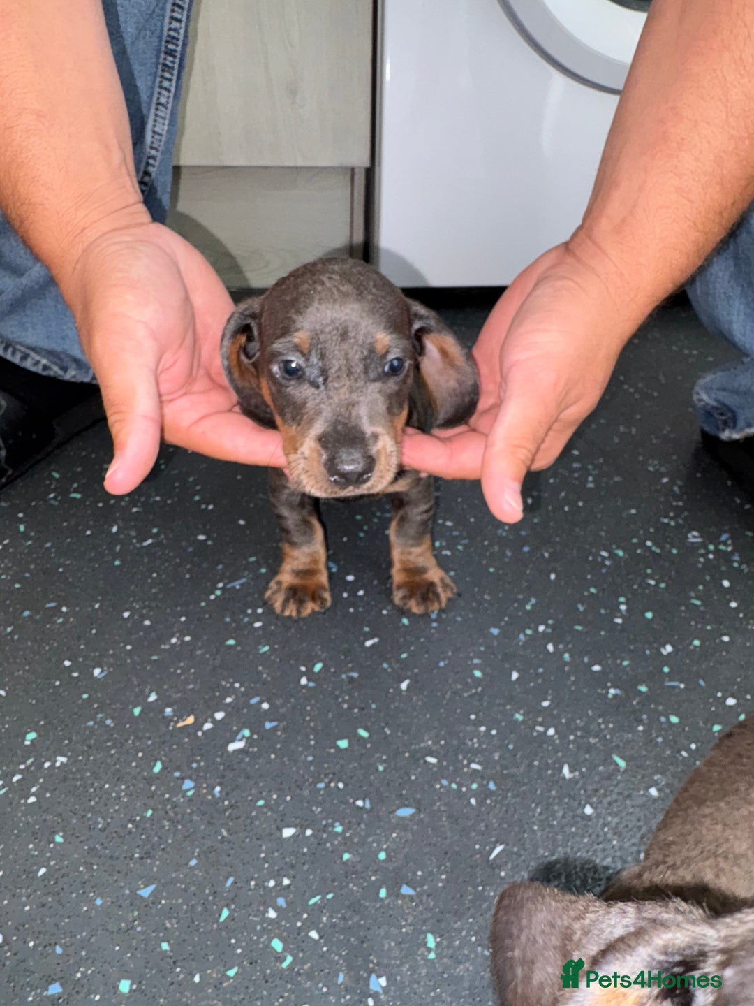 Dachshund dogs for sale: Dachshund puppys - Image 10