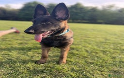 Mixed Breed dogs for sale: German shepherd cross Belgian malinios 8 months  - Image 5