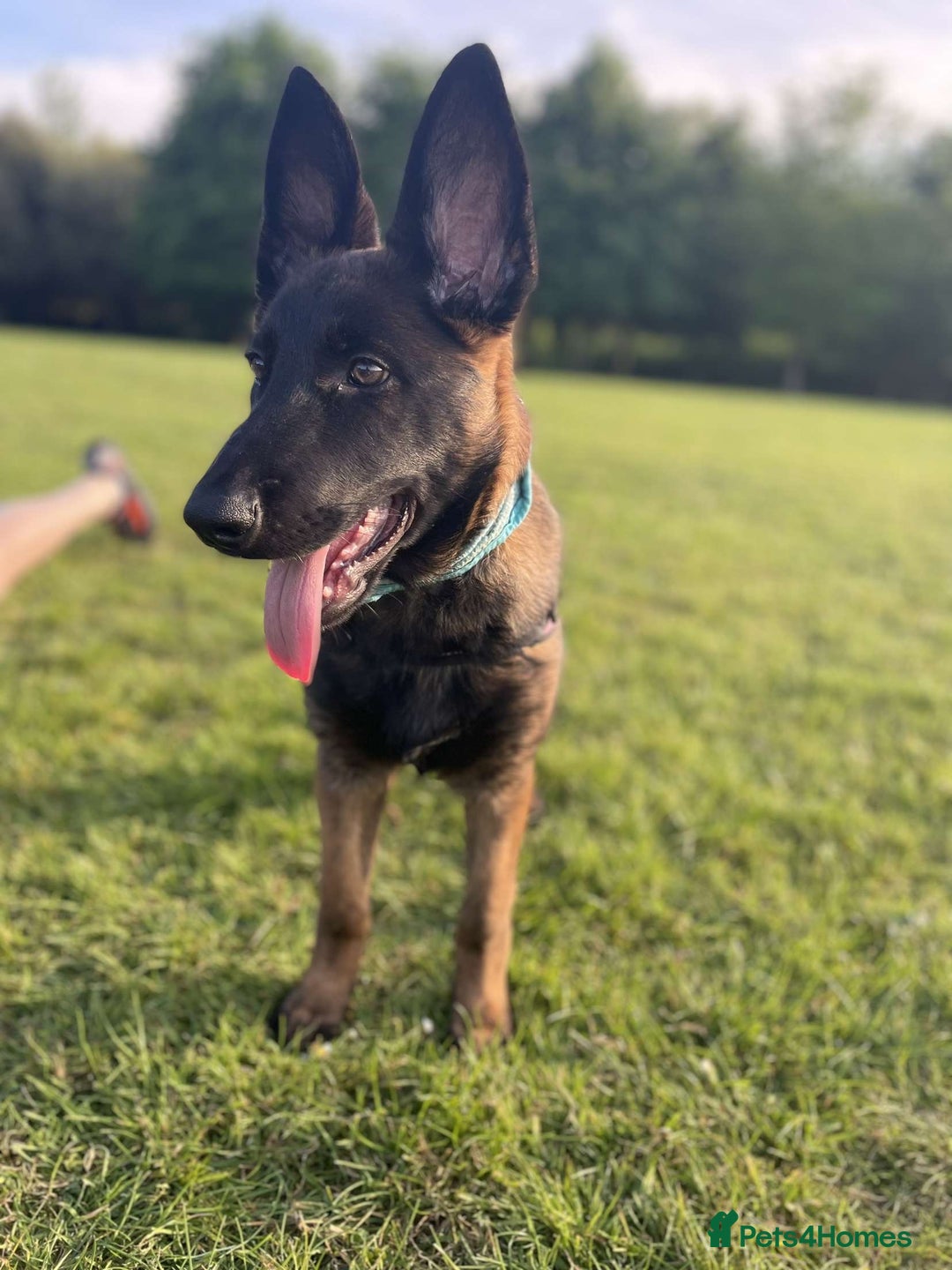 Mixed Breed dogs for sale: German shepherd cross Belgian malinios 8 months  - Image 5