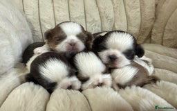 Shih Tzu dogs for sale: Exquisite Imperial Shih Tzu Puppies  - Image 6