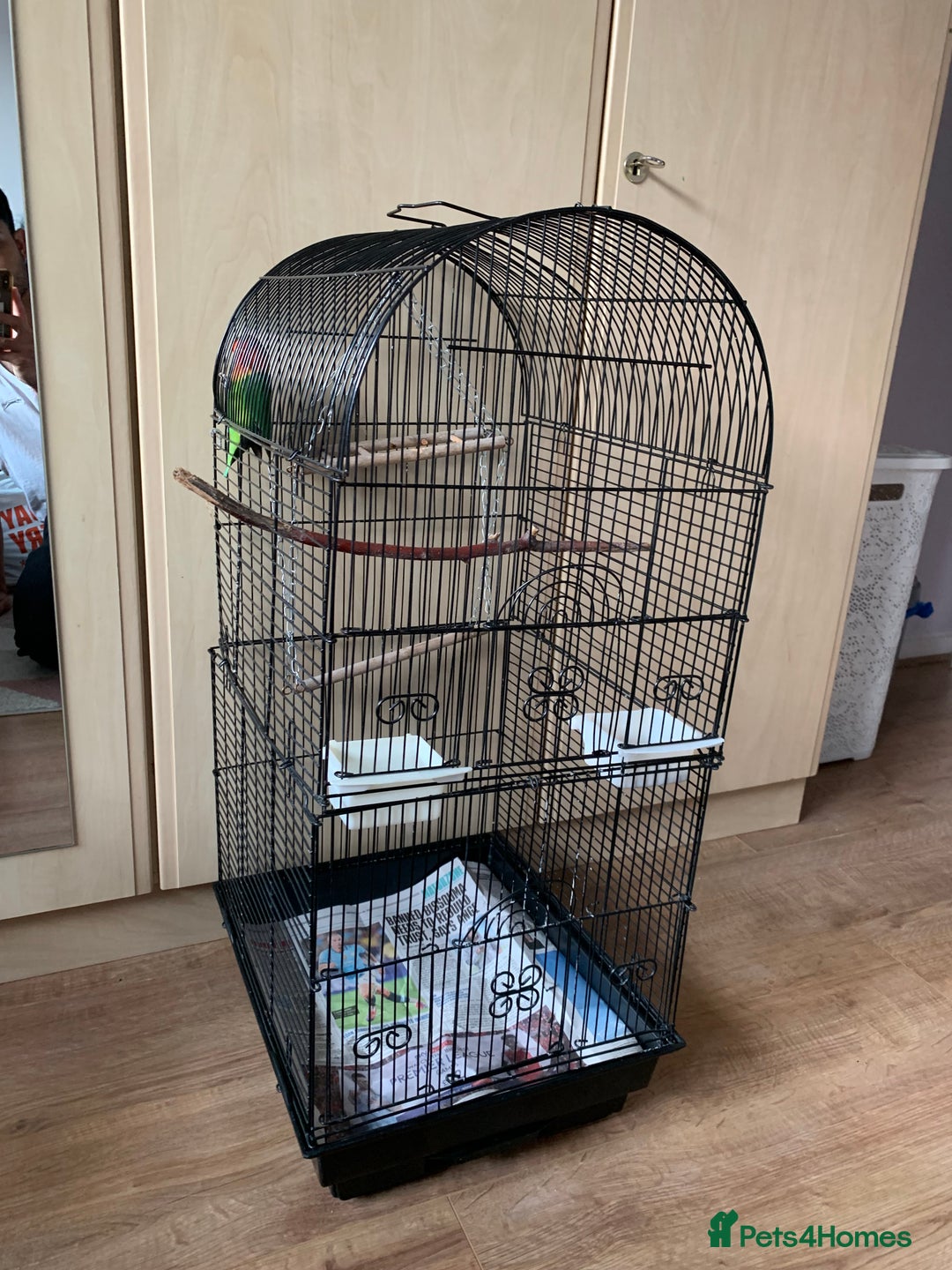 Lovebirds birds for sale: Reeta - Image 2