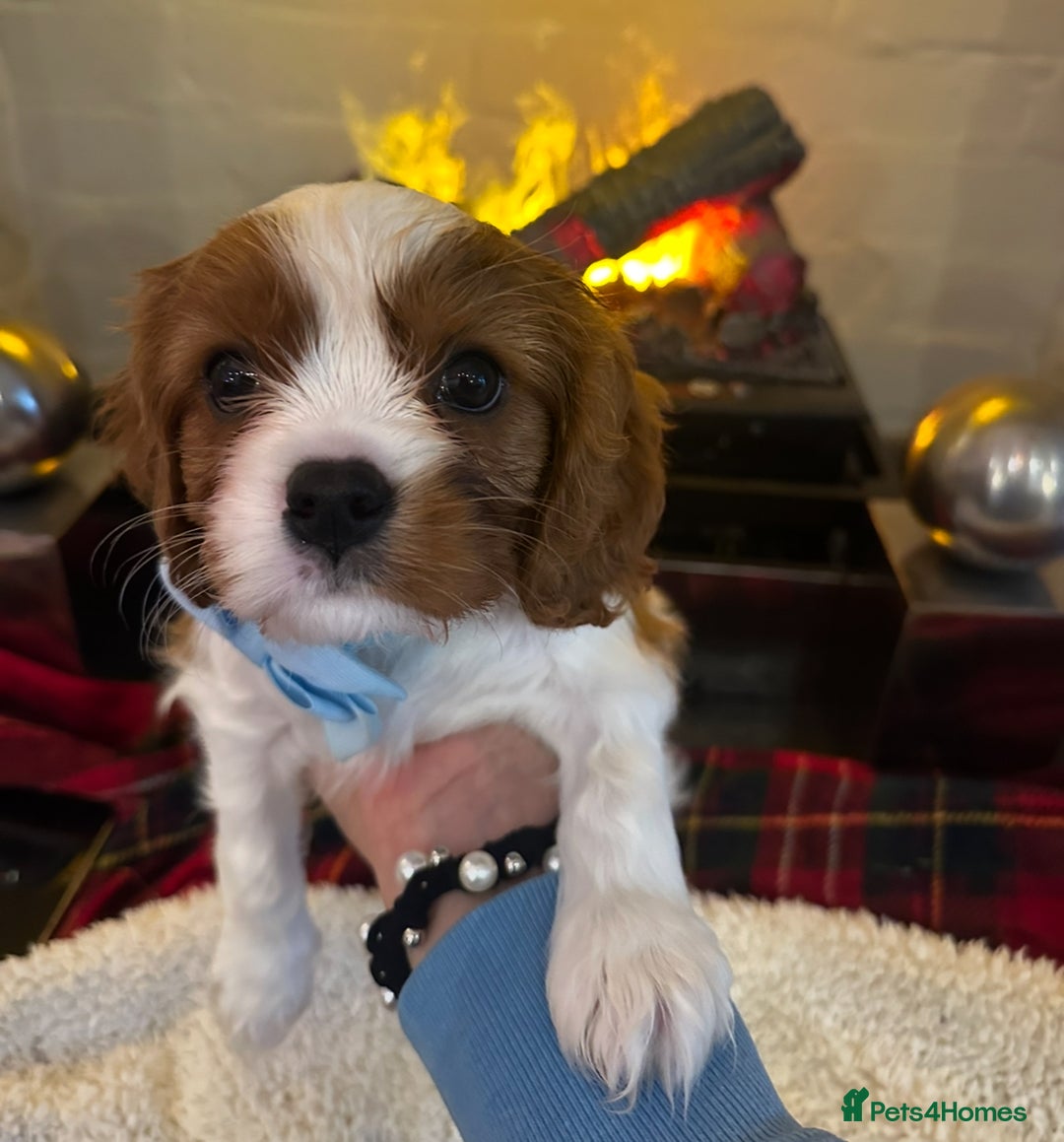 Cavalier King Charles Spaniel dogs for sale: King Charles Cavalier Boy Puppy Champ Stud - Advert 3