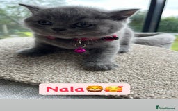 British Shorthair cats for sale: British Shorthair Kittens - Image 6
