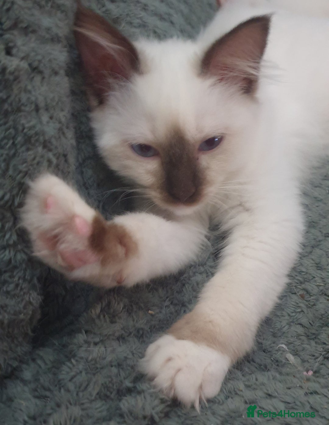 Ragdoll cats for sale:  GCCF KITTENS CHOC & LILAC MITTED AND BI-COLOUR in Darwen - Image 38