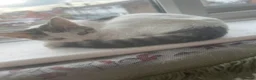 Mixed Breed cats for sale: 3 cats for sale - Advert 4