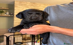 Labrador Retriever dogs for sale: KC Registered Lab pups ready for reserving - Image 4