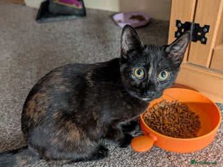 Mixed Breed cats Cute kittens - Advert 9