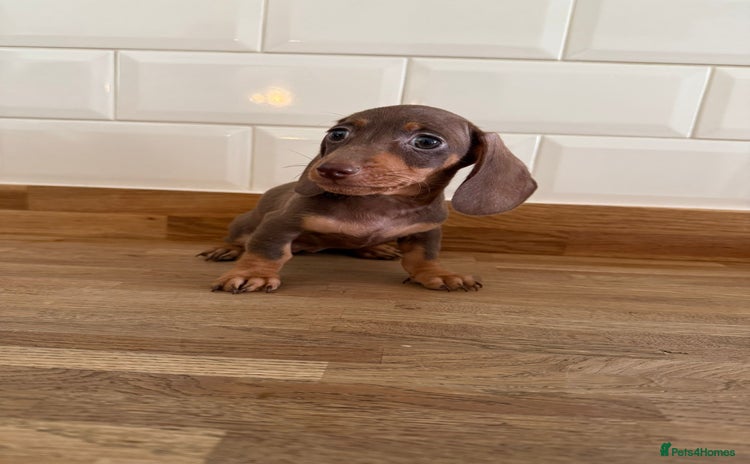 Miniature Dachshund dogs - Advert 2