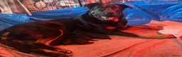 Rottweiler dogs for sale: Shepweiller puppies - Advert 5