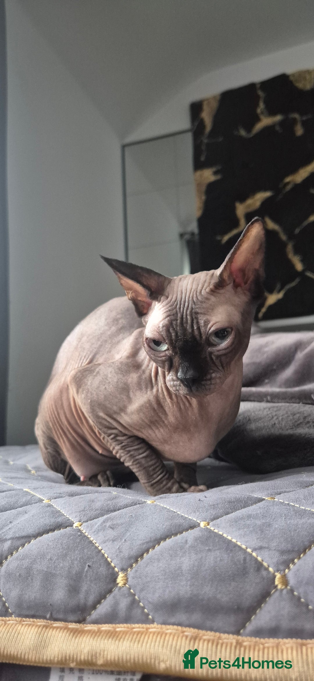Sphynx cats for sale: Black elf and silver elf princesses - Advert 1