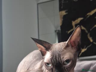 Sphynx cats Black elf and silver elf princesses - Advert 1