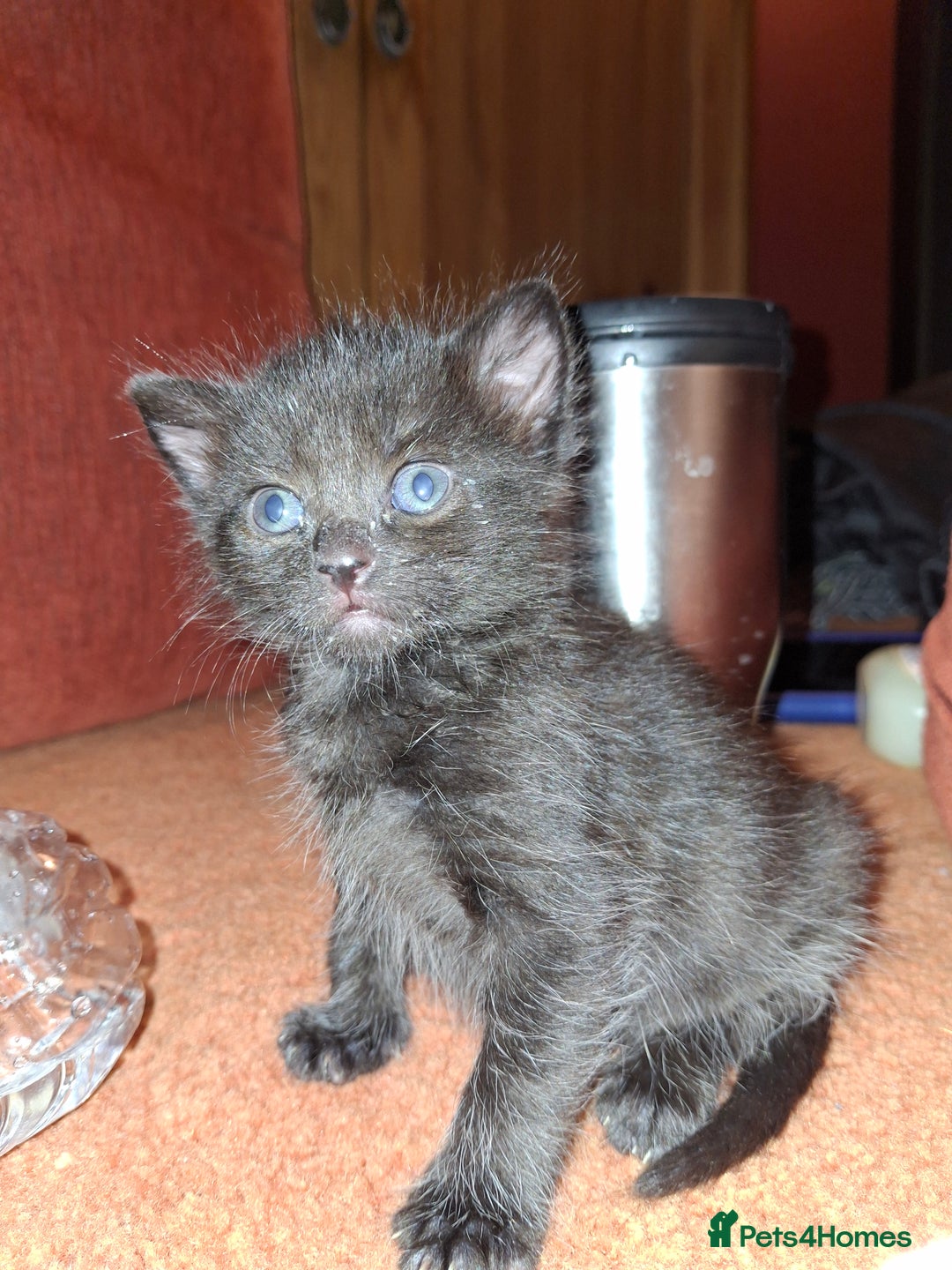 Mixed Breed cats for sale: Beautiful kittens for sale.  - Advert 11