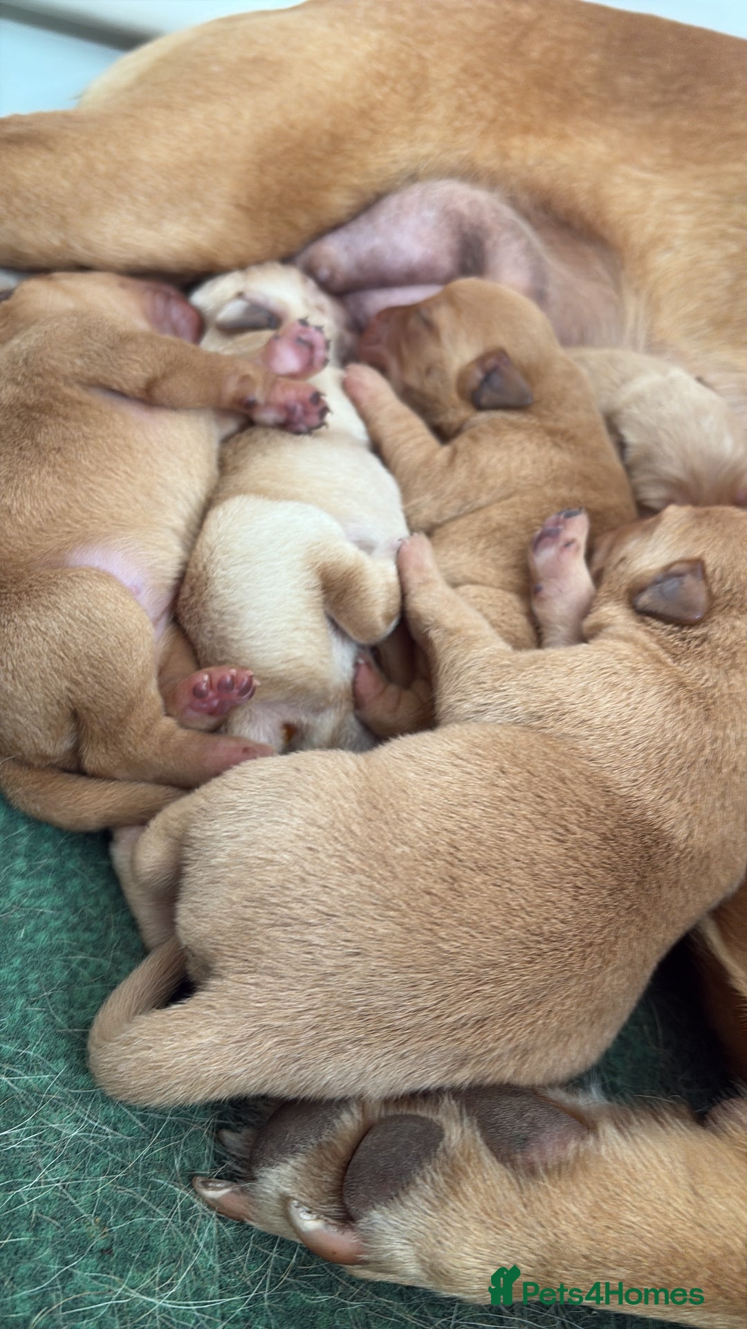 Labrador Retriever dogs for sale: Fox red/dark yellow labs  - Image 2