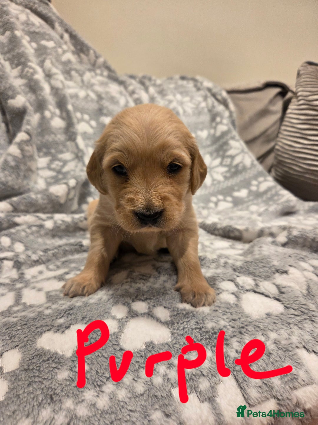 Golden Retriever dogs for sale: KC registered Beautiful Golden retriever puppies  - Advert 20