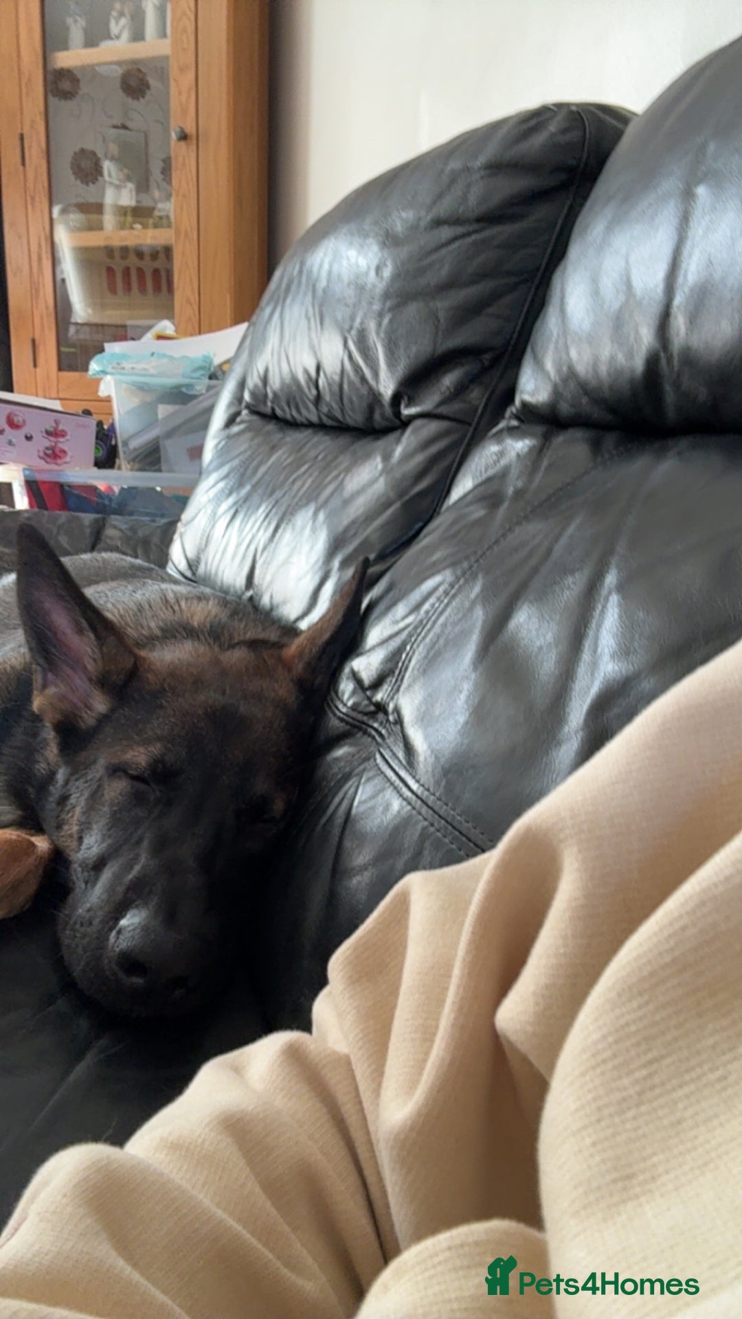 German Shepherd dogs for sale: Playful 5 Moth Old German Shepherd Male - Image 7