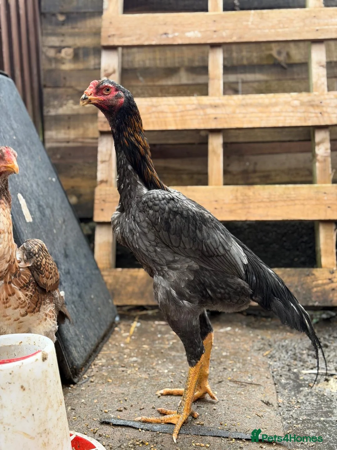 Hens poultry for sale: O shamo, shamo, Pakistani aseel and miwali   - Advert 7