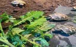 Hermann Tortoise reptiles for sale: Hermannes tortoises hatchlings - Image 4