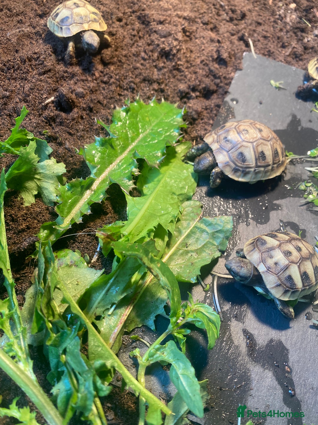 Hermann Tortoise reptiles for sale: Hermannes tortoises hatchlings - Image 4
