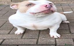 American Bully dogs for sale: (MAYA) AMERICA BULLY  - Image 2