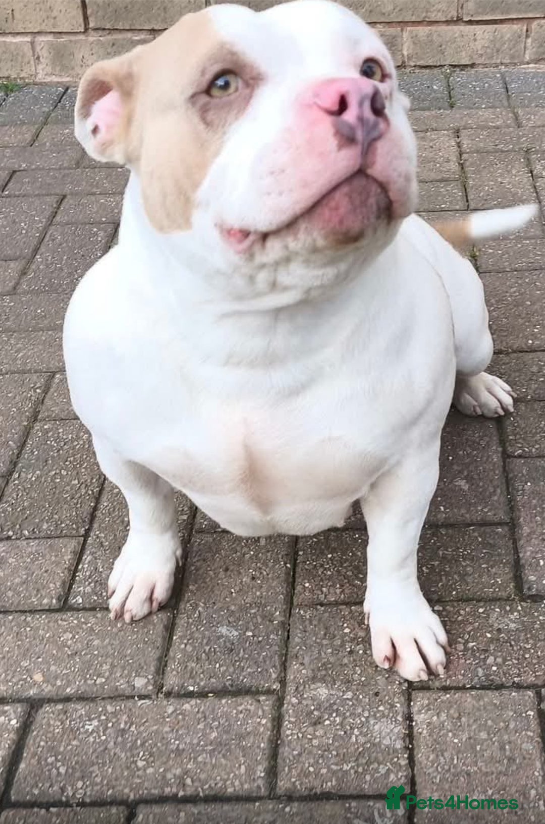 American Bully dogs for sale: (MAYA) AMERICA BULLY  - Image 2
