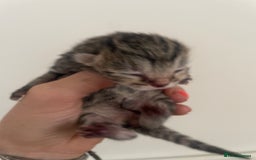 British Shorthair cats for sale: Four British shorthair cross Bengal kittens - Image 7