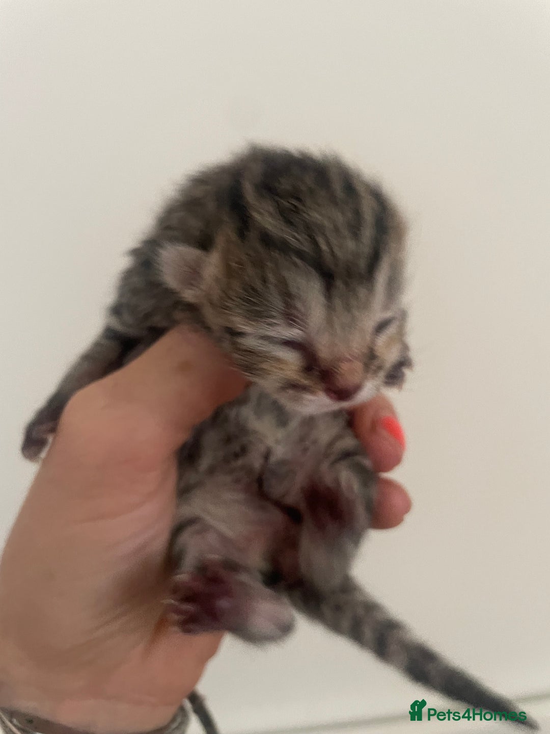 British Shorthair cats for sale: Four British shorthair cross Bengal kittens - Image 7