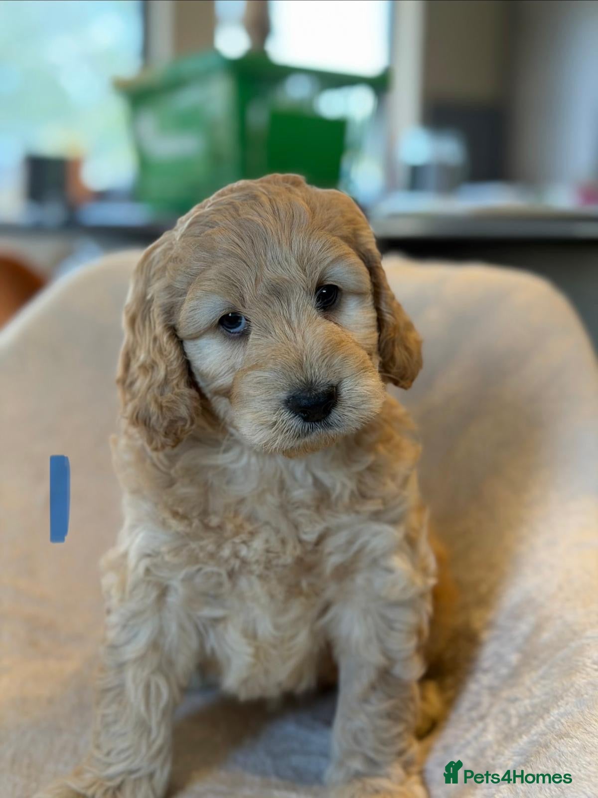 Cockapoo dogs Cockapoo F1b - Advert 1