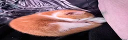 Mixed Breed cats for sale: Kittens - Advert 17