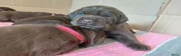 Labrador Retriever dogs for sale: Chocolate Labradors Puppies,Health Tested Parents  - Advert 24