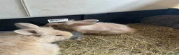 Mini Lion Lop rabbits for sale: Mini lion lop rabbits for sale - Advert 6