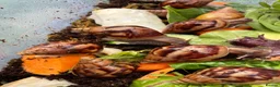 Snails invertebrates for sale: Giant African Snails for sale! - Advert 8