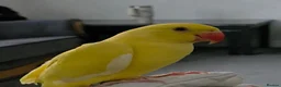Ringnecks birds for sale: Ringneck parrot in Bradford - Advert 1