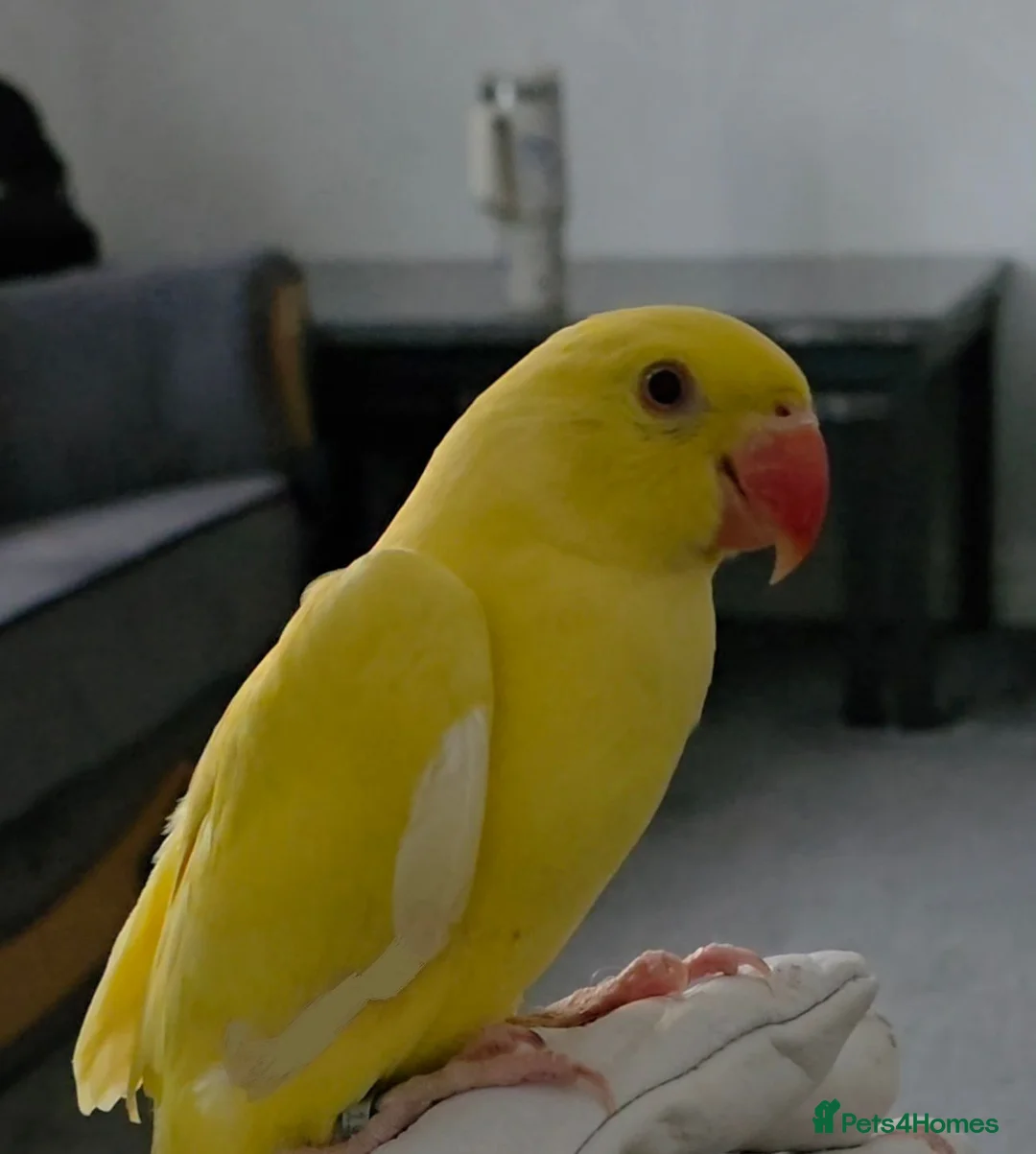 Ringnecks birds for sale: Ringneck parrot in Bradford - Advert 1