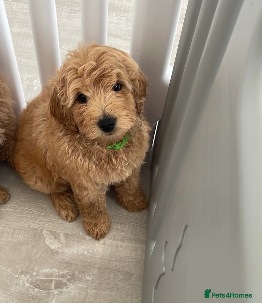 Labradoodle dogs for stud: Australian Labradoodle Stud (Health Tested) in Great Yarmouth - Advert 14