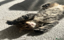 British Shorthair cats for sale: 🐾✨British Shorthair × Silver Tabby Kittens✨🐾 - Image 10