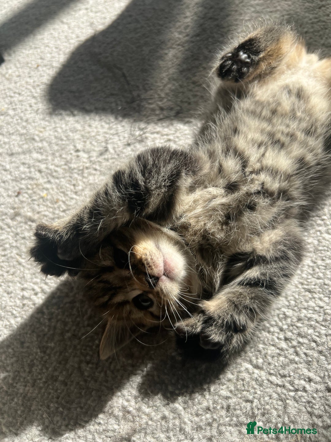 British Shorthair cats for sale: 🐾✨British Shorthair × Silver Tabby Kittens✨🐾 - Image 10