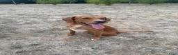 Labrador Retriever dogs for sale: Milo red fox lab  - Advert 2