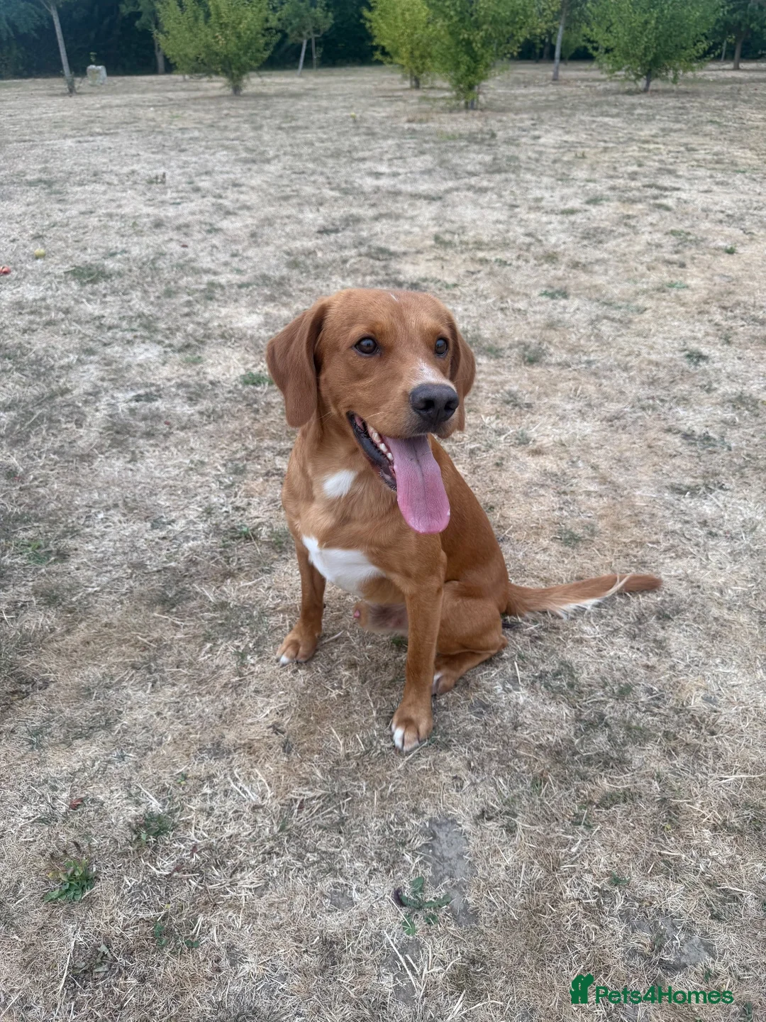 Labrador Retriever dogs for sale: Milo red fox lab  - Advert 2