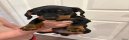 Dachshund dogs for sale: Male Dachshund puppy - Advert 12