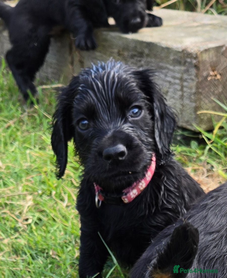 Cocker Spaniel dogs Stunning Working Cocker Spaniel Pups - Advert 1