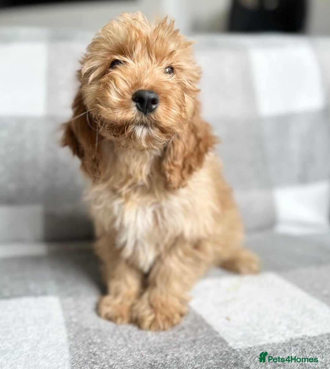 Cockapoo dogs for sale: Beautiful cockapoos looking for forever homes  - Image 8