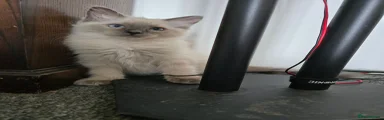 Ragdoll 3