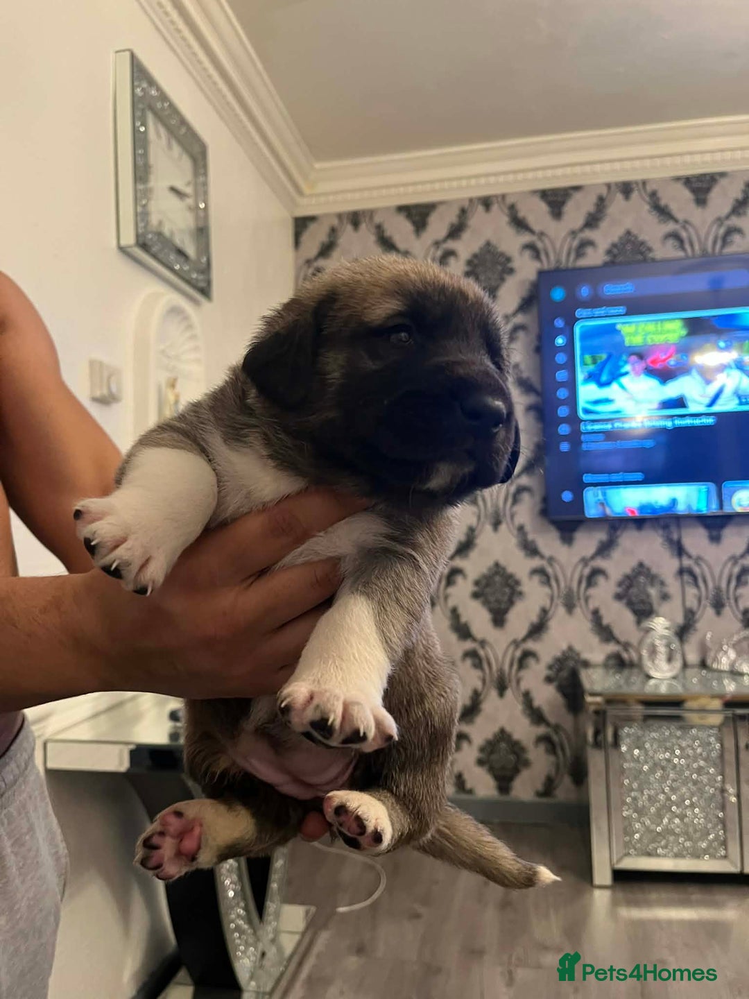 Turkish Kangal dogs for sale: Turkish kangal - Advert 6