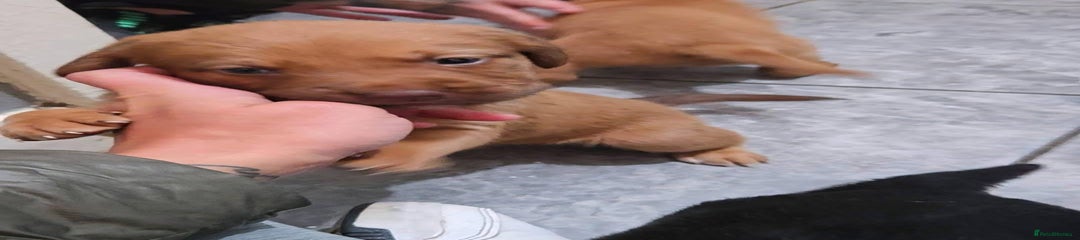 Labradoodle Puppy 5